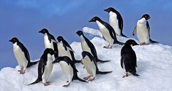 Adélie Penguins Benefit from Climate Change