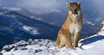 Not being fussy eaters helped cougars survive the Pleistocene mass extinction