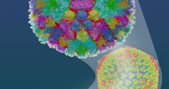 Adenovirus Can Be Used to Transport Drugs