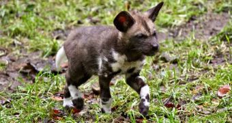 Edinburgh Zoo welcomes endangered African Hunting Dog puppy