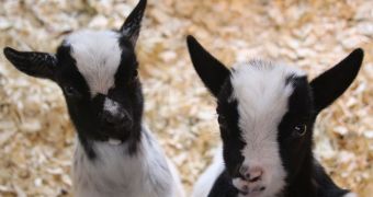 Belfast Zoo in Ireland announces the birth of two African pygmy goats