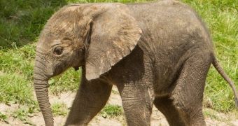 Baby elephant born at wildlife park in the UK is utterly adorable