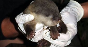 Otter pup born at Auckland Zoo in New Zealand
