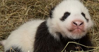 Zoo Vienna is now home to a 2-month-old baby panda