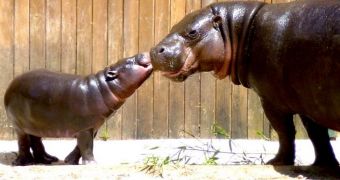 Zoo in Portugal now home to an adorable baby pygmy hippo