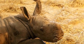 Adorable Baby Rhino Born at Copenhagen Zoo in Denmark