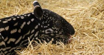 Tapir calf is born at Minnesota Zoo for the first time in 20 years