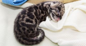 Denver Zoo welcomes two clouded leopard cubs
