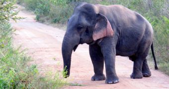 A dwarf elephant was recently photographed in Sri Lanka