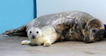Keepers at Brookfield Zoo in Chicago announce the birth of a greay seal pup