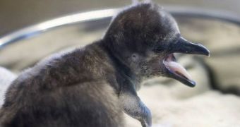 Humboldt penguin chick born at Kansas City Zoo in the US on May 25 is healthy and active, keepers say