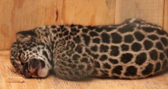 Zoo in the US announces the birth of a baby jaguar