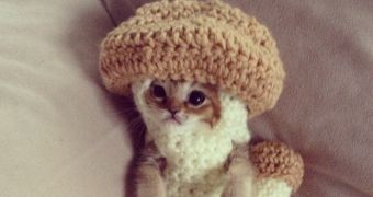 Injured kitten wears mushroom costume while undergoing treatment