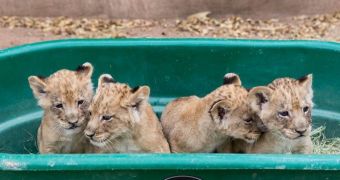 Lion cubs living in captivity at Reid Park Zoo in Tucson, Arizona