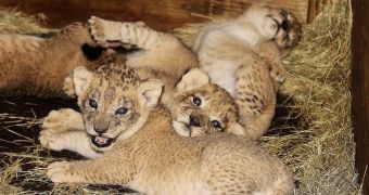 Lion cubs born at Zoo Miami in the US, on March 6