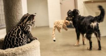 Adorable Ocelot Kitten Plays with Dog Friend One Last Time