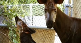 Okapi calf born at Dallas Zoo is growing stronger every day