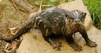 Dallas Zoo in Texas, US, now home to a young Asian small-clawed otter
