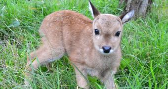Fawn born at wildlife park in Uruguay is utterly adorable