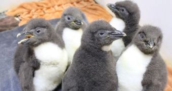 Penguin chicks born at Henry Doorly Zoo & Aquarium in December 2013