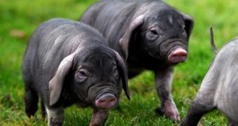 Wrinkled piglets now living at a farm in Scotland