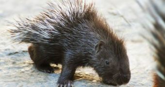 Zoo in Germany welcomes baby porcupine