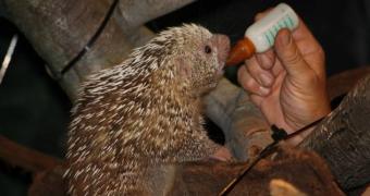 Baby porcupine at Cleveland Metroparks Zoo finally accepted by its parents