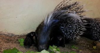 Zoo in Colorado welcomes twin baby porcupines