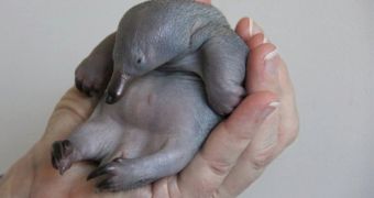 Cute echidna puggle is just 40-days-old