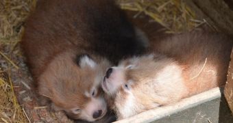 Red panda cubs born at Auckland Zoo in New Zealand this past January 3
