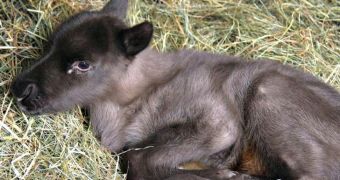 Reindeer calf born at Stone Zoo in the US on April 27