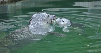 Zoo in Germany welcomes adorable seal pup