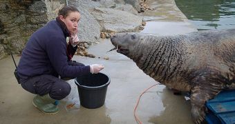 Grey seal charms her caretakers, gets them to overfeed it