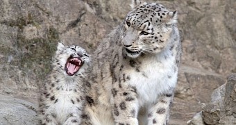 Adorable Snow Leopard Cubs Thriving at Zoo Zürich in Switzerland