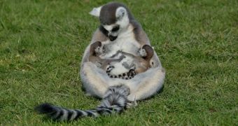 Wildlife park in the UK welcomes twin baby lemurs