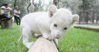 Rare white lion cub makes its debut