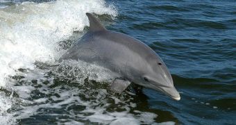 Infanticide has also been noticed in bottlenose dolphins, in two separate instances