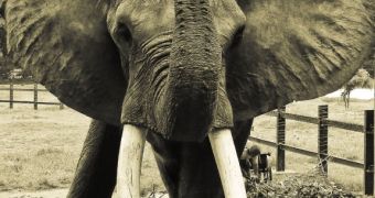 Captive female elephants die faster than their free sisters