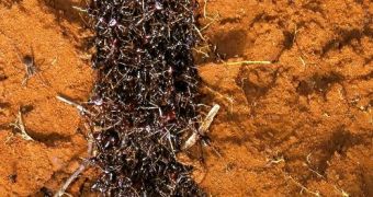 This is a colony of army ants scavenging on the forest floor