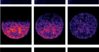 Cells at particular stages of cell division: Micropilot told the microscope to remove fluorescent tags from proteins in half the cell’s nucleus (left), and record what happened next (middle and right)