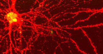 Nerve cells have been grown in the lab in the same organizational pattern as in the human body
