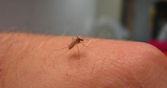 Mosquitoes can transmit very dangerous diseases and microorganisms, such as malaria and the West Nile Virus
