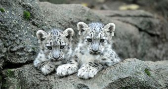 Afghanistan moves to protect snow leopards by establishing new national park