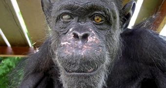 A picture of Gregoire, the chimp, in his latest years