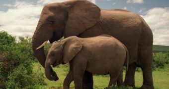 The AWF asks that countries worldwide destroy their national ivory stockpiles