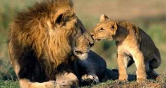 African lions could soon feature on the US Endangered Species List