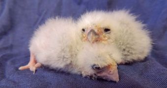 Baby falcons born at Franklin Park Zoo in the US in early February
