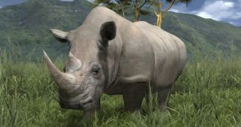 Rhinos in Afrika
