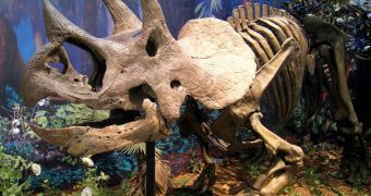 A Triceratops horn may settle the debate as to how dinosaurs went extinct