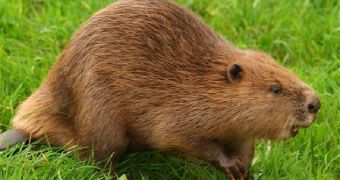 Roaming beaver attacked a man when the latter tried to snap a photo of it